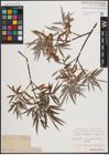 Foto von Salix eleagnos Scop.
